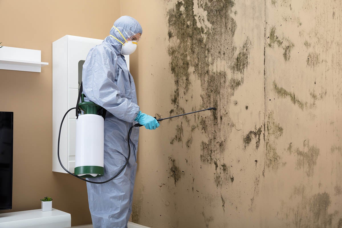 mold restoration services georgia